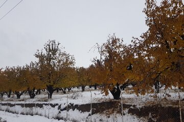 جلوه هایی از طبیعت برفی اشنویه