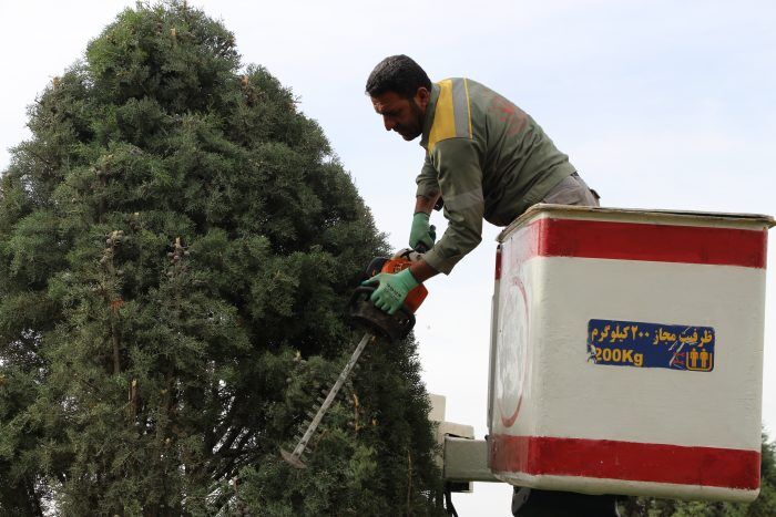 آغاز هرس زمستانی درختان سوزنی برگ لواسان