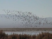 تالاب کجی نمکزار نهبندان آبگیری شد