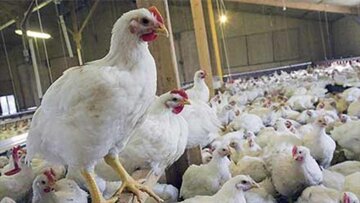 پرورش مرغ نژاد "آرین" از دی امسال در آذربایجان‌غربی آغاز می‌شود