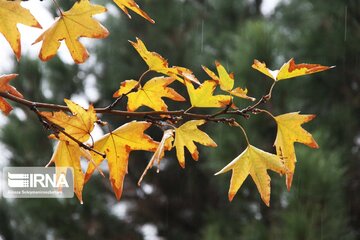 Autumn rainfall in Wwestern Iran; Boroujerd