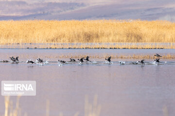 La province de Chaharmahal et Bakhtiari, le gîte des oiseaux d'eau migrateurs