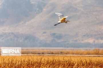 La province de Chaharmahal et Bakhtiari, le gîte des oiseaux d'eau migrateurs