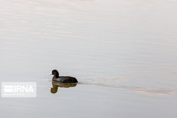 La province de Chaharmahal et Bakhtiari, le gîte des oiseaux d'eau migrateurs