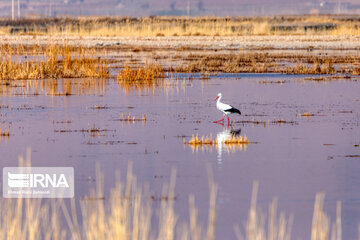 La province de Chaharmahal et Bakhtiari, le gîte des oiseaux d'eau migrateurs