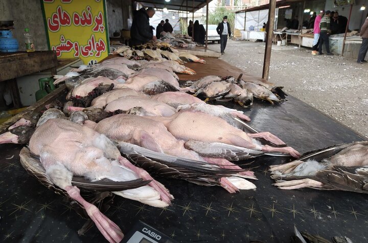 مجوز شکار صادر نشد/پرندگان مهاجر قربانی دام‌های غیرمجاز