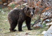 یک قلاده خرس زخمی در جنگل‌های کجور نوشهر پیدا شد
