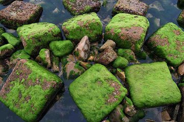 Las rocas verdes de Bushehr