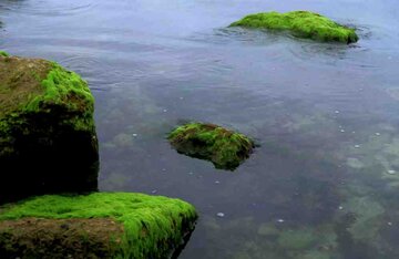 Las rocas verdes de Bushehr