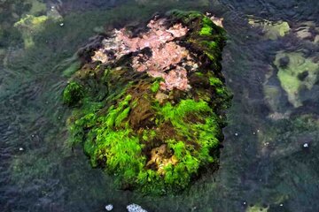 Las rocas verdes de Bushehr