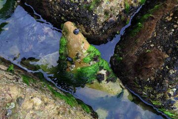 Las rocas verdes de Bushehr