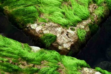 Las rocas verdes de Bushehr