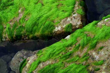 Las rocas verdes de Bushehrا