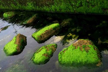 Las rocas verdes de Bushehr