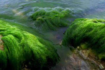 Las rocas verdes de Bushehr