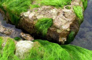 Las rocas verdes de Bushehr