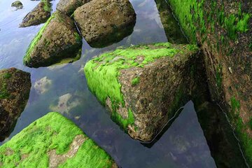 Las rocas verdes de Bushehr