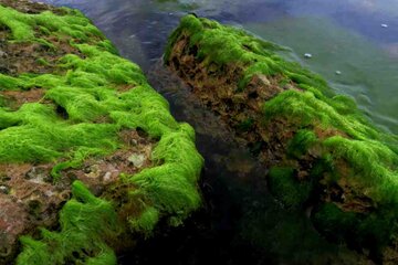 Las rocas verdes de Bushehr