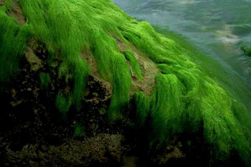 Las rocas verdes de Bushehr