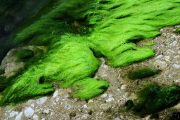 Las rocas verdes de Bushehrها