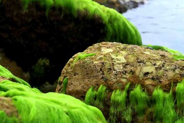 Las rocas verdes de Bushehr