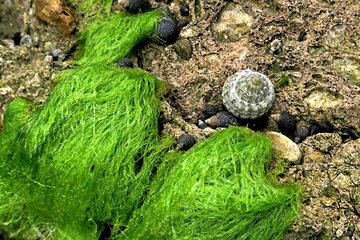 Las rocas verdes de Bushehr