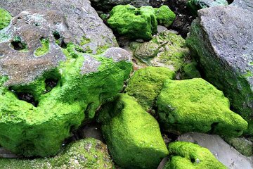 Las rocas verdes de Bushehr