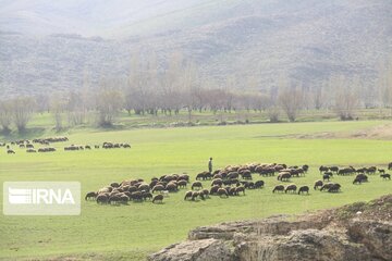 ۵۰۰ بهره‌بردار مجاز به استفاده از مراتع قشلاقی دامغان هستند