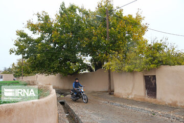 Enjila Garden alley in Fall in centeral Iran; Semnan