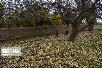 Enjila Garden alley in Fall in centeral Iran; Semnan