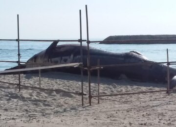 آغاز بررسی و نمونه‌برداری از لاشه نهنگ در کیش