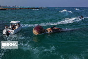 Echouage d’une deuxième baleine sur l’île de Kish