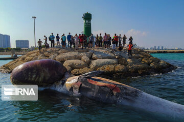 Echouage d’une deuxième baleine sur l’île de Kish