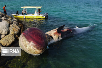 Echouage d’une deuxième baleine sur l’île de Kish