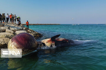 Echouage d’une deuxième baleine sur l’île de Kish