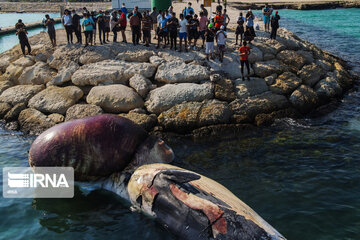 Echouage d’une deuxième baleine sur l’île de Kish