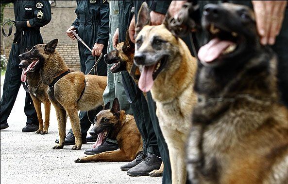گمرکات بوشهر به سگ‌های موادیاب تجهیز شد