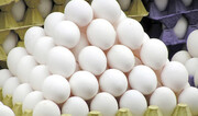 روزانه ۹۵ تن تخم مرغ تولیدی گلستان به سایر استان ها صادر می‌شود 