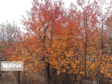 Autumn in Uraman, western Iran