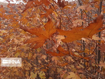 Autumn in Uraman, western Iran