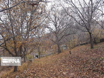 Autumn in Uraman, western Iran