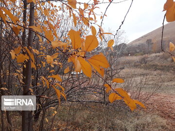 Autumn in Uraman, western Iran