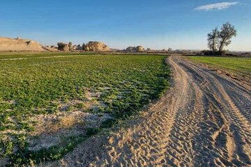 سرسبزی دشت سیستان با اجرای عظیم ترین پروژه آبیاری سیستان و بلوچستان