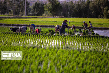 Production de 2,6 millions de tonnes de riz blanc cette année en Iran