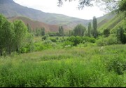 تقویت پوشش گیاهی ١١ هزار هکتار در استان سمنان آغاز شد