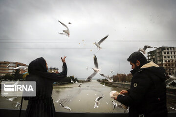 Aves migratorias llegan al río “Cheshme Kile” de Tonecabón