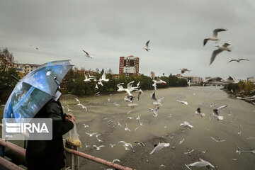 Aves migratorias llegan al río “Cheshme Kile” de Tonecabón