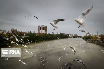 Aves migratorias llegan al río “Cheshme Kile” de Tonecabón