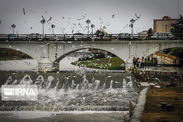 Aves migratorias llegan al río “Cheshme Kile” de Tonecabón