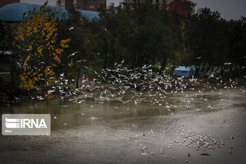 Aves migratorias llegan al río “Cheshme Kile” de Tonecabón